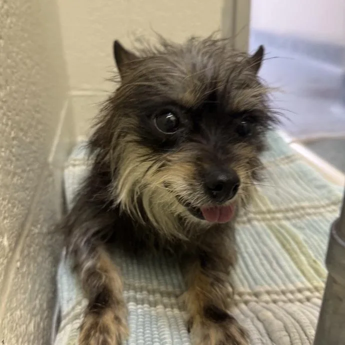 A senior small-sized female Black Yorkshire Terrier dog named Granny for adoption in Birdsboro, PA