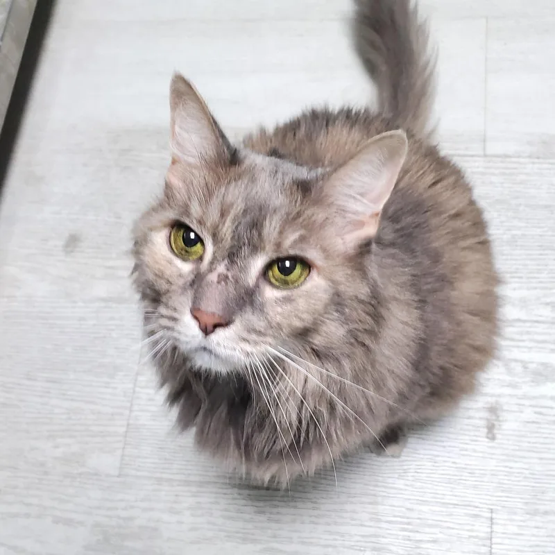 A senior large-sized female Gray / Blue / Silver Domestic Long Hair cat named June for adoption in PITTSBURGH, PA