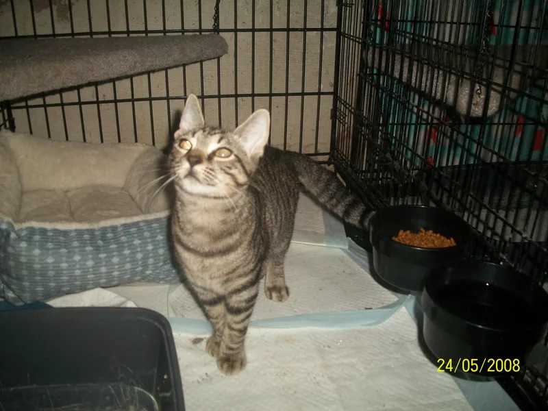 A baby medium-sized male Tabby (Brown / Chocolate) Domestic Short Hair cat named Skipper and Dexter Whit for adoption in Stowe, PA