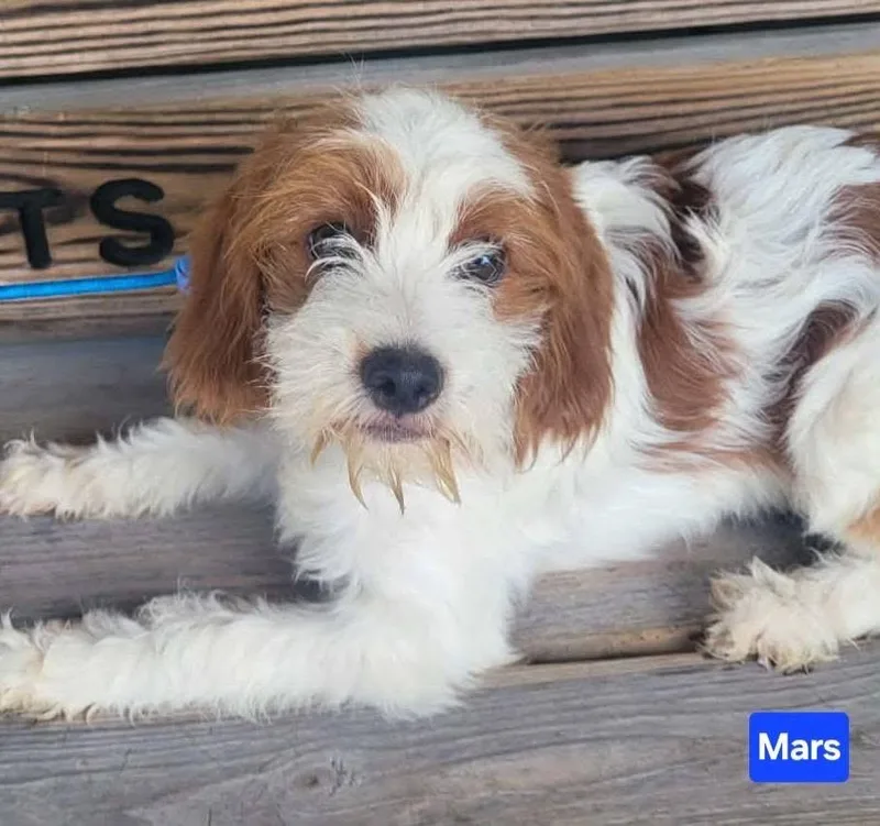 Mars thumbnail 2