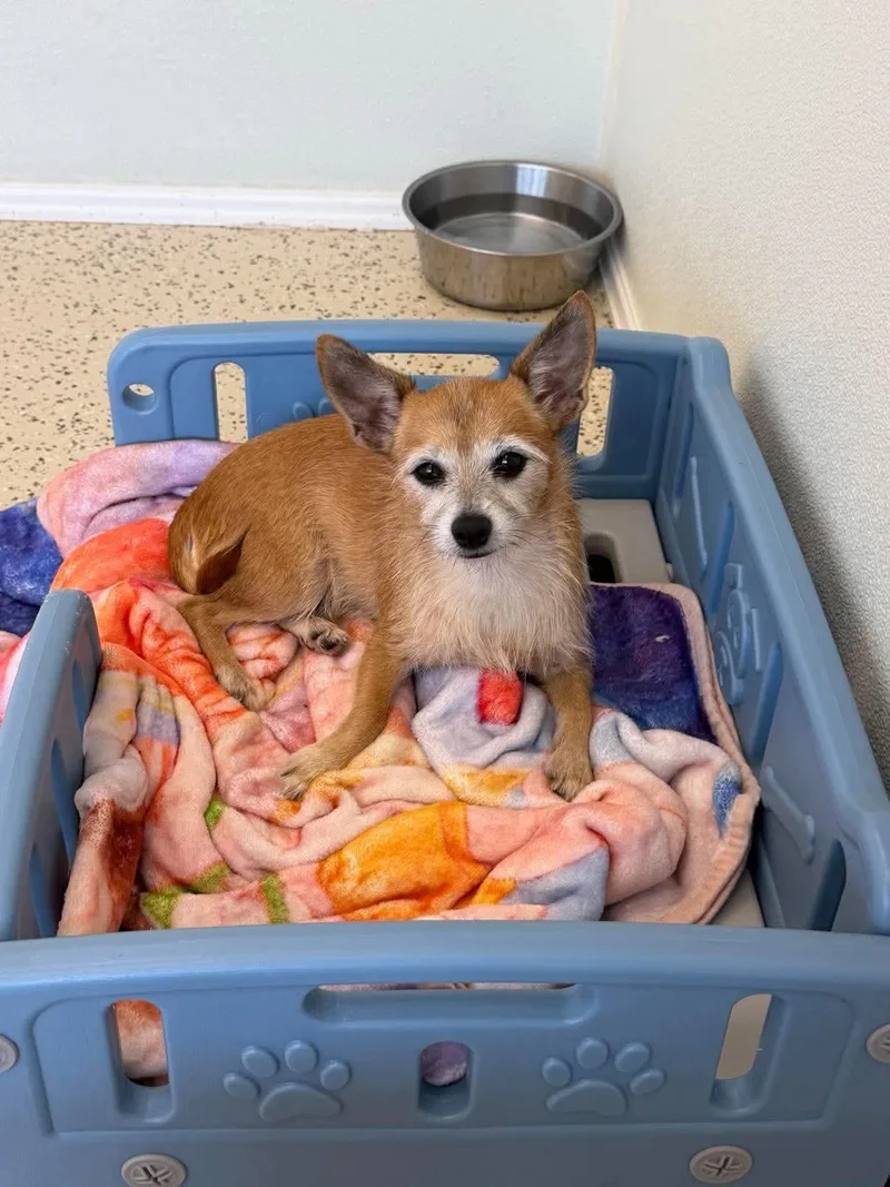 An adult small-sized female Chihuahua dog named Dixie for adoption in Radcliff, KY