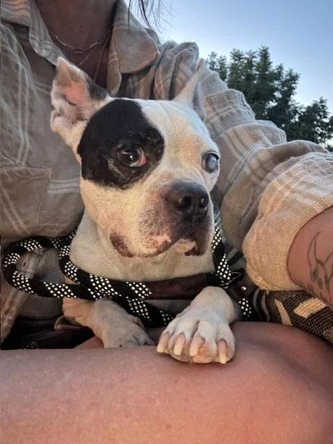 An adult small-sized male Boston Terrier dog named Rocky for adoption in Madera, CA