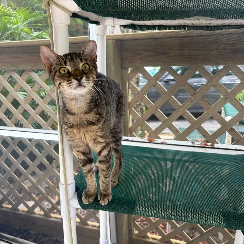 A young medium-sized male Tabby (Brown / Chocolate) Domestic Short Hair cat named Mason for adoption in Lauderhill, FL