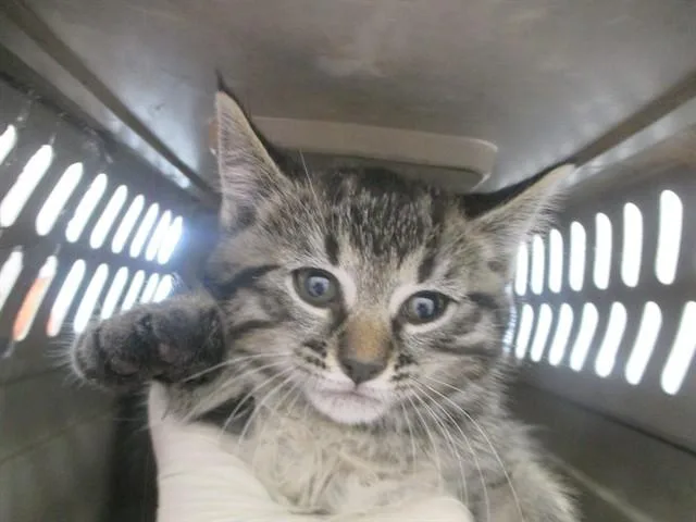 A baby small-sized female Domestic Short Hair cat named Eevee for adoption in Ocala, FL
