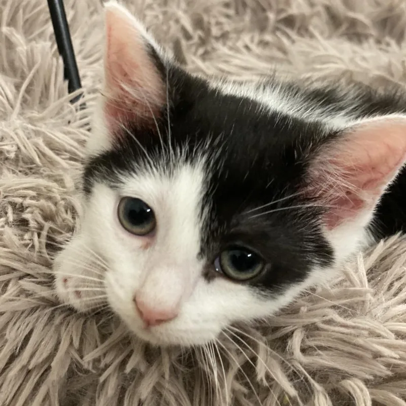 A baby small-sized female Black Domestic Short Hair cat named Harley for adoption in Brownsboro, AL