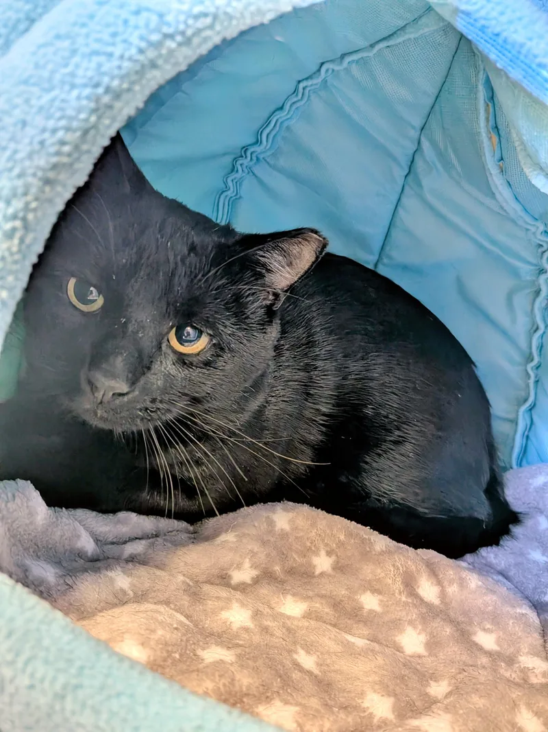 An adult medium-sized male Domestic Short Hair cat named Curly for adoption in Medfield, MA