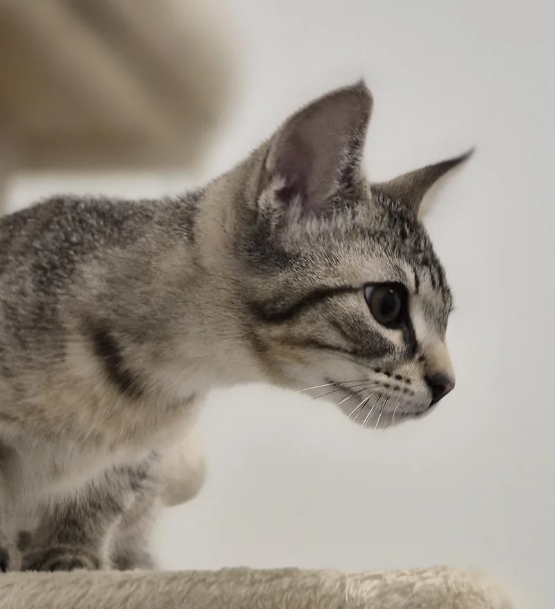A baby small-sized female Domestic Short Hair cat named Hurricane for adoption in South Bend, IN