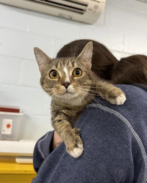 A young small-sized female Domestic Short Hair cat named Bucee's for adoption in Millersville, MD