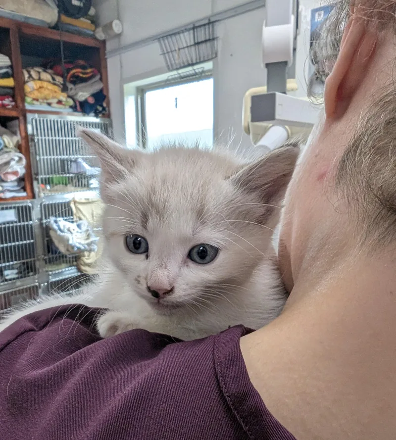 A young medium-sized female Domestic Short Hair cat named Sophie for adoption in Cottonwood, MN