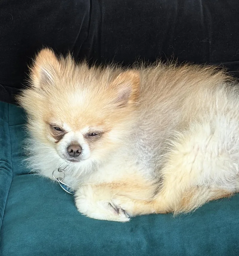 An adult small-sized male Pomeranian dog named Dante for adoption in Hillsborough, NC