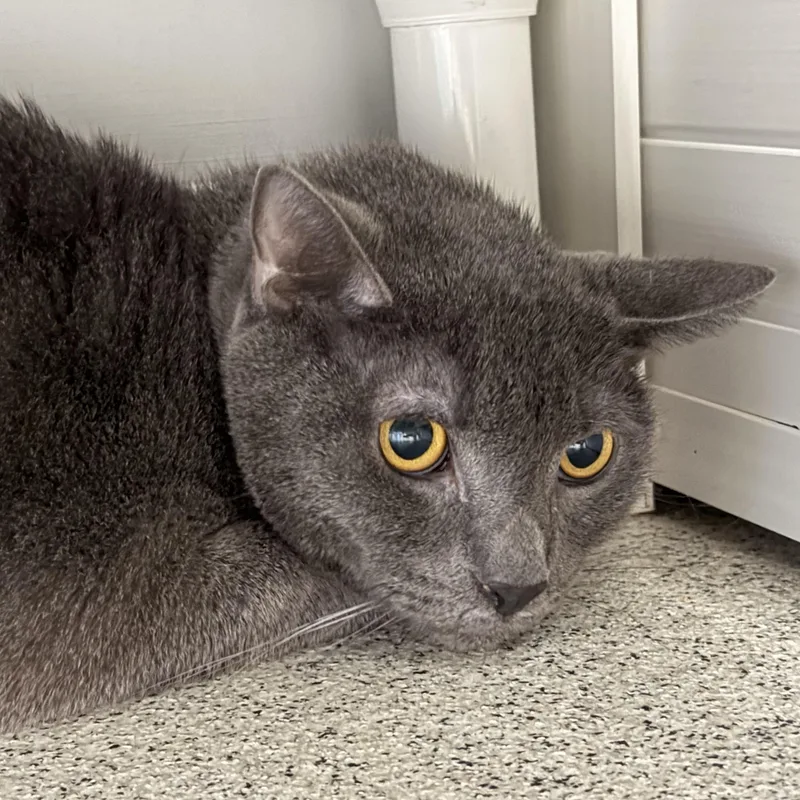 A young large-sized male Domestic Short Hair cat named Smokey for adoption in Cooperstown, NY