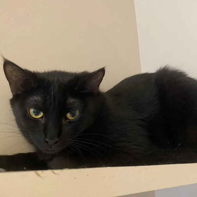 A young medium-sized female Black Domestic Short Hair cat named Shannon for adoption in Kanab, UT