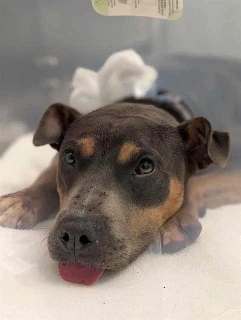 A young large-sized male Mixed Breed dog named Heggins for adoption in Dallas, TX