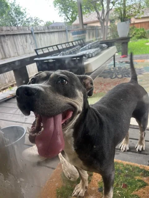 A young medium-sized female American Staffordshire Terrier dog named Lucy for adoption in San Antonio, TX