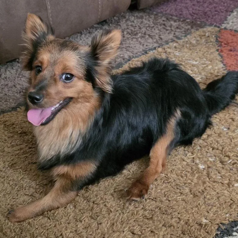 Remington