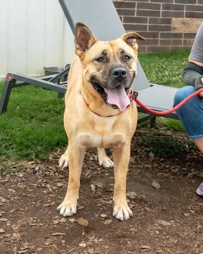An adult extra large-sized female Mixed Breed dog named Eclectic for adoption in Chamblee, GA