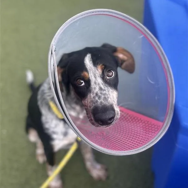 A young medium-sized male Mixed Breed dog named Buster for adoption in Phoenix, AZ