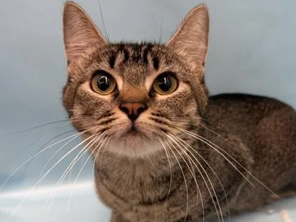 An adult small-sized female Domestic Short Hair cat named Elsa for adoption in Golden Valley, MN
