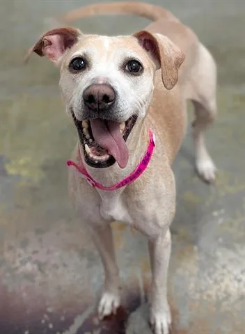 An adult medium-sized female Whippet dog named Chamomile for adoption in Dayton, OH