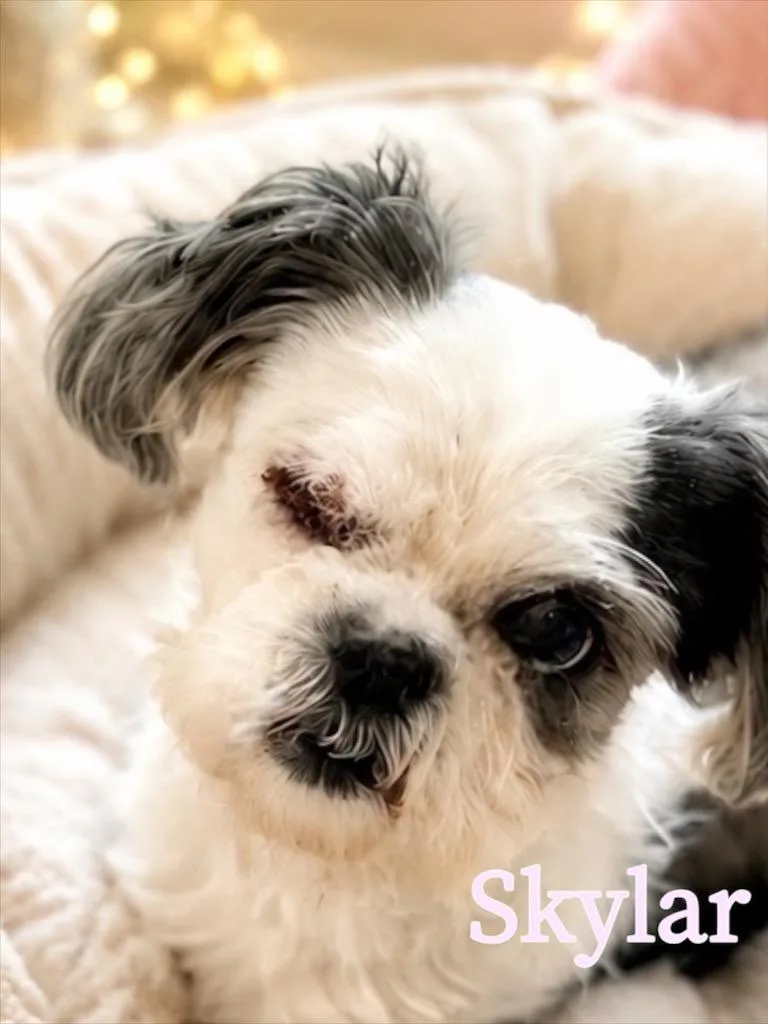 Skylar thumbnail 2