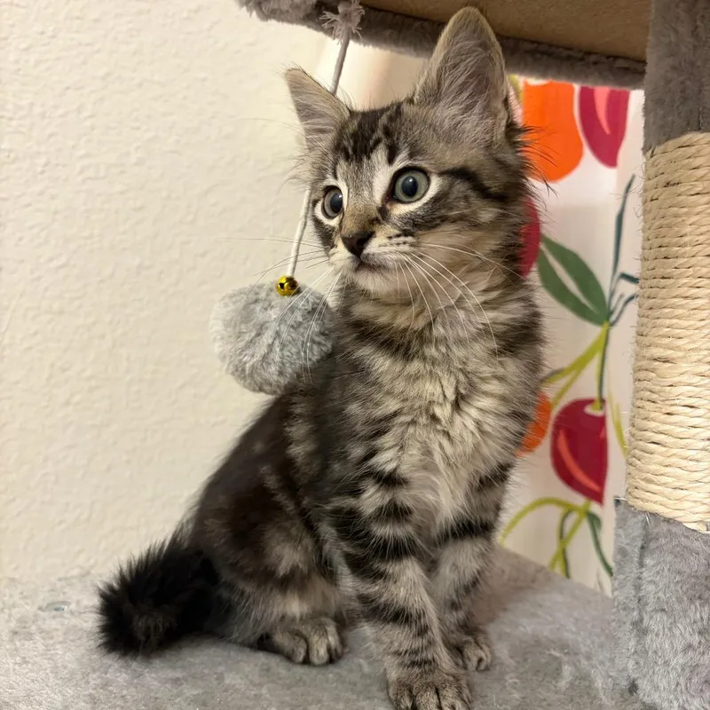 A baby small-sized male Brown / Chocolate Domestic Short Hair cat named Gordon for adoption in Houston, TX
