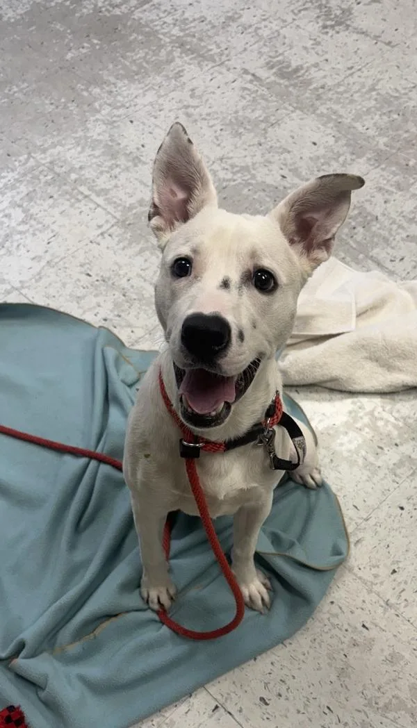 A young medium-sized male Australian Cattle Dog / Blue Heeler dog named Park for adoption in Salt Lake City, UT