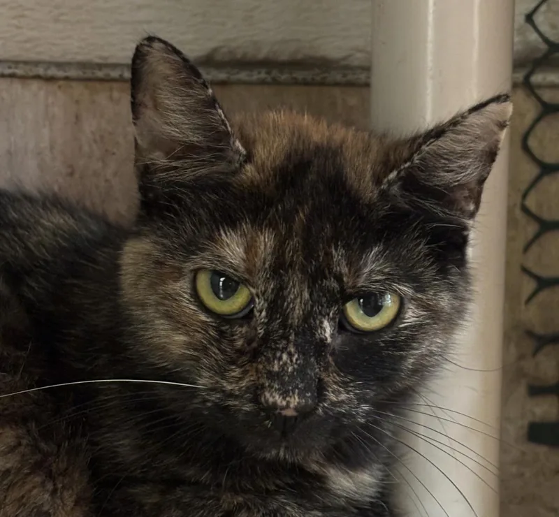 A young medium-sized female Domestic Short Hair cat named Isabella for adoption in Beacon, NY