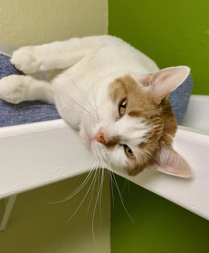 An adult medium-sized female Orange & White Domestic Short Hair cat named Luna for adoption in Fargo, ND