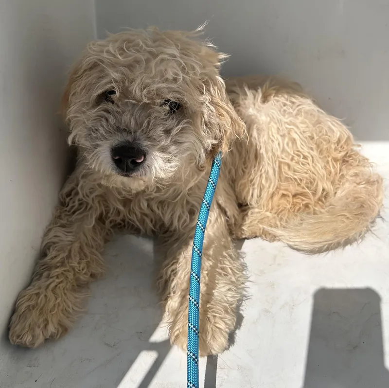 A young small-sized female Yellow / Tan / Blond / Fawn Poodle dog named Pepper Hold for adoption in Canton, OH