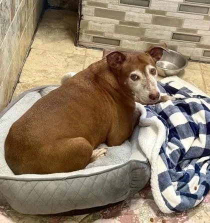 A senior large-sized female Labrador Retriever dog named Sweet Olive for adoption in Picayune, MS