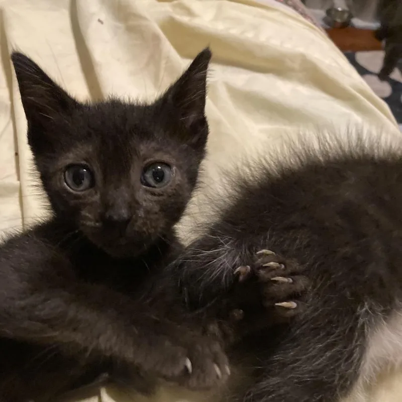 A baby small-sized male Black Domestic Short Hair cat named WinkeyHW for adoption in Tallahassee, FL