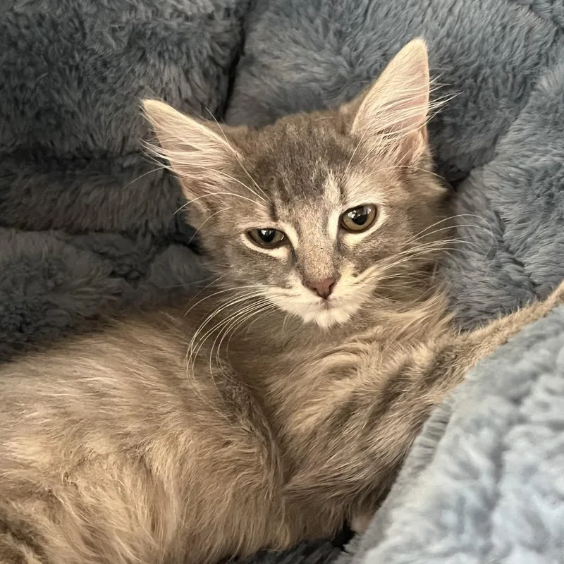 A baby small-sized female Domestic Medium Hair cat named Frito for adoption in Kyle, TX