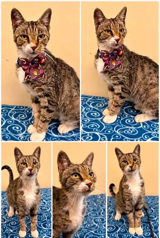An adult large-sized female Domestic Short Hair cat named Minnie for adoption in Rensselaer, IN