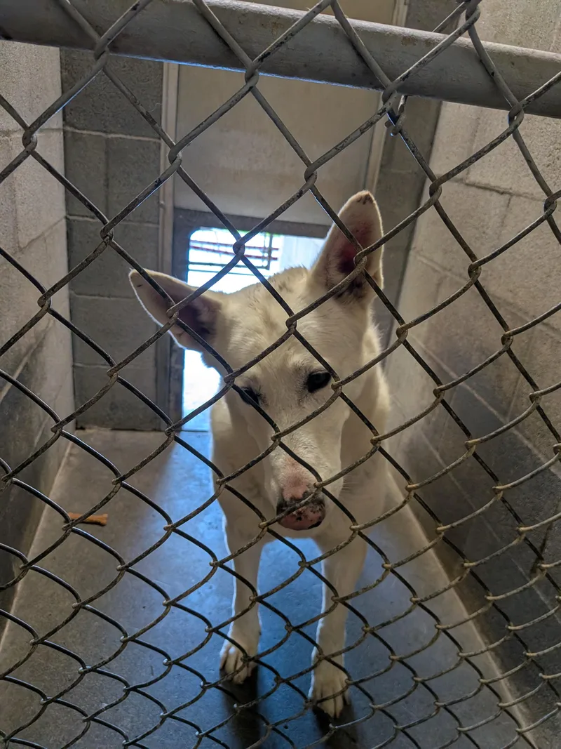 An adult large-sized female German Shepherd Dog dog named Paloma for adoption in Hermiston, OR