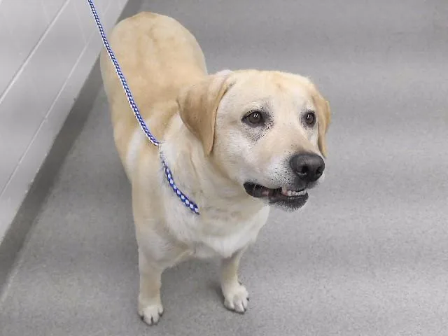 An adult large-sized male Labrador Retriever dog named Dozer for adoption in Omaha, NE