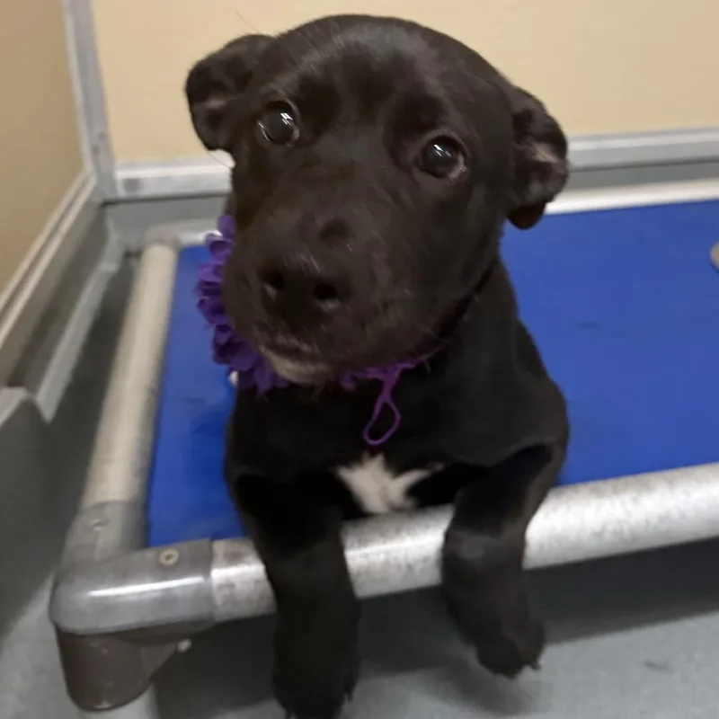 A young medium-sized female Black Mixed Breed dog named Cosette for adoption in Las Cruces, NM