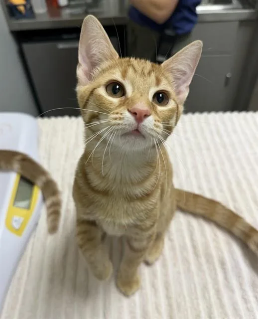 A baby small-sized male Domestic Short Hair cat named Agent Orange for adoption in Leesburg, VA