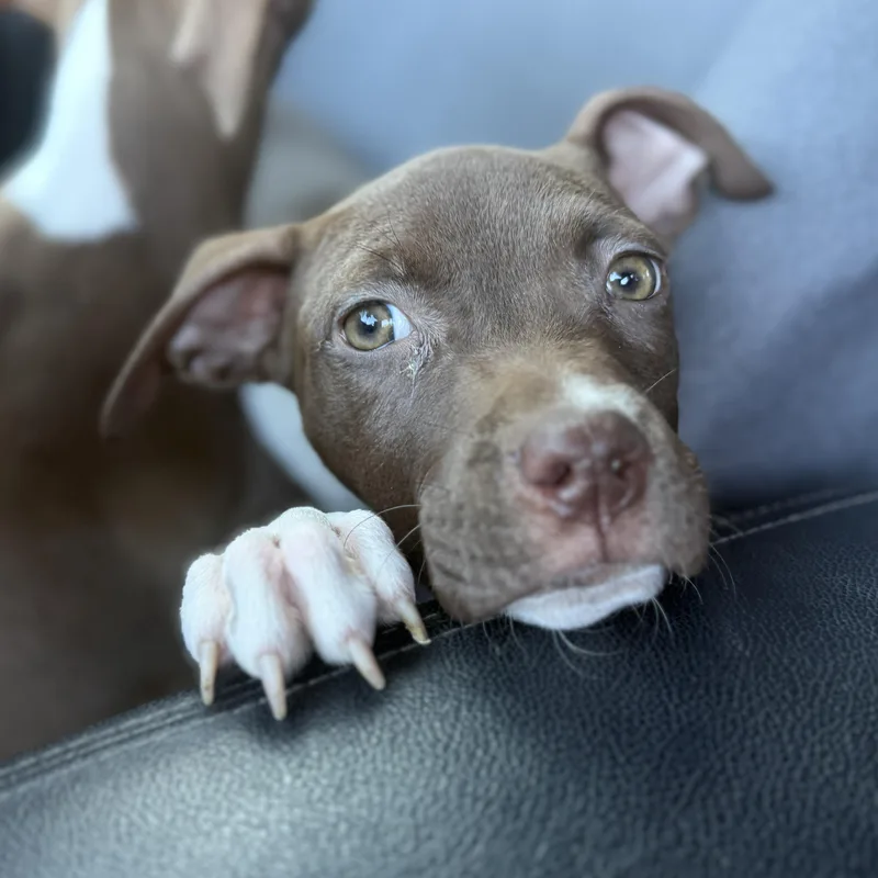 A baby medium-sized female Brown / Chocolate American Staffordshire Terrier dog named Fettuccine for adoption in Proctorville, OH