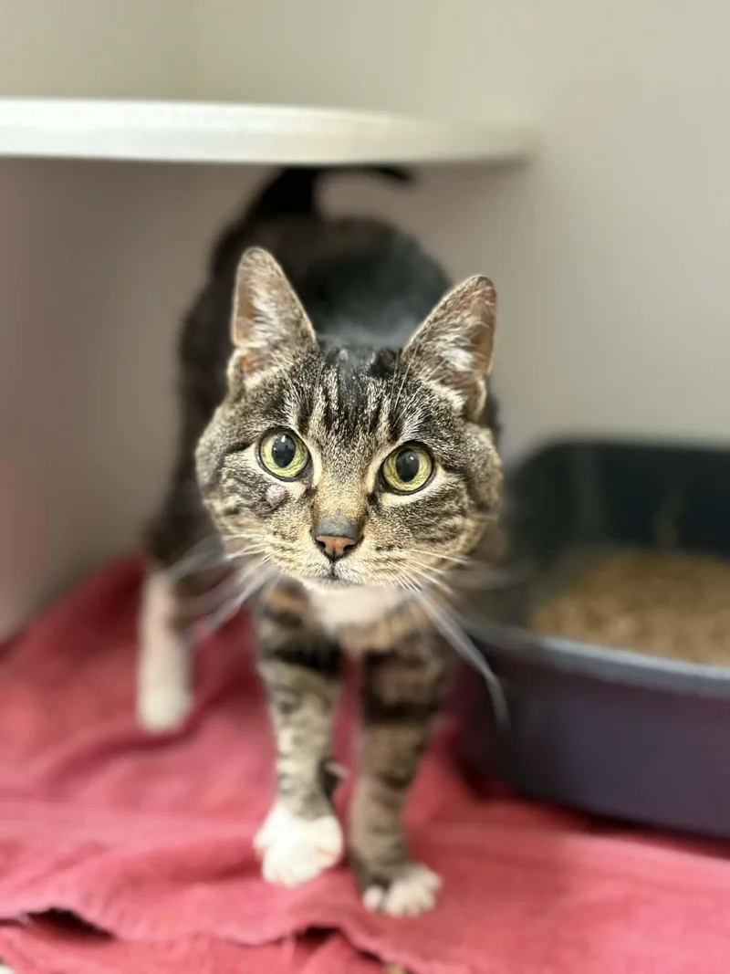 A senior medium-sized female White Domestic Short Hair cat named Jasmine for adoption in Grants Pass, OR