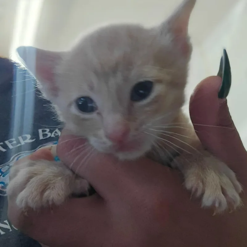 A baby small-sized male Buff / Tan / Fawn Domestic Short Hair cat named Bow Tie for adoption in Hanna City, IL