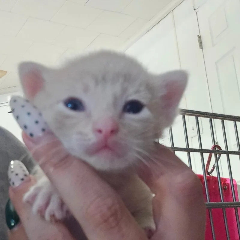 Bow Tie thumbnail 2
