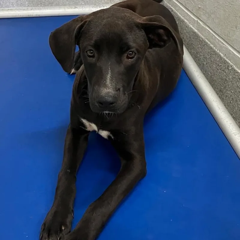 A young medium-sized female Black Plott Hound dog named Cove for adoption in Long Island City, NY