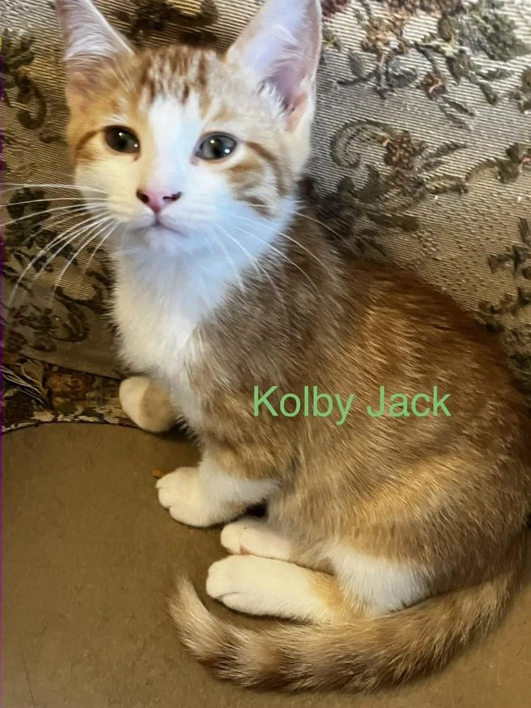 Kolby Jack
