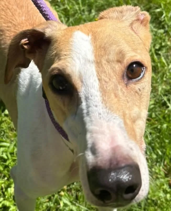 An adult medium-sized female Whippet dog named Resilient for adoption in Olean, NY