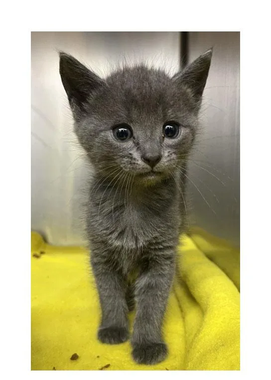 A baby small-sized male Gray / Blue / Silver Domestic Short Hair cat named Rookie for adoption in Bishop, GA