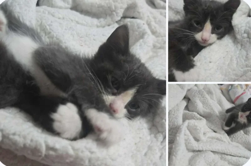 A baby small-sized female Domestic Short Hair cat named J Suey Bluey for adoption in Randolph, AL