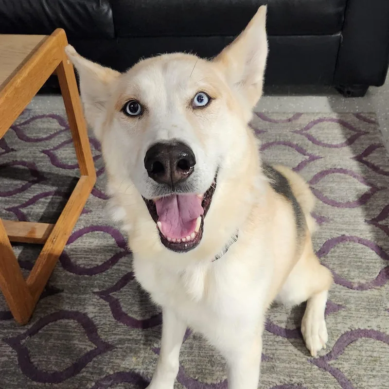 An adult large-sized male Husky dog named Roman Henry for adoption in Racine, WI