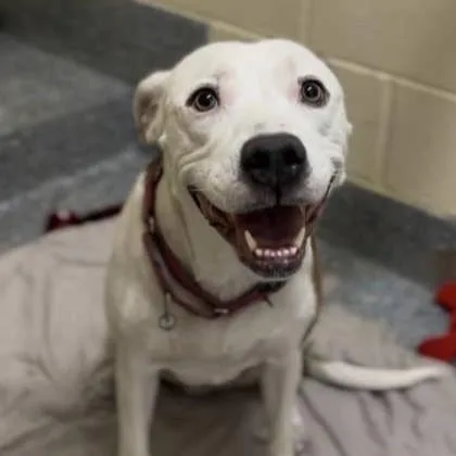 An adult medium-sized female White / Cream Mixed Breed dog named Winter for adoption in Charleston, SC