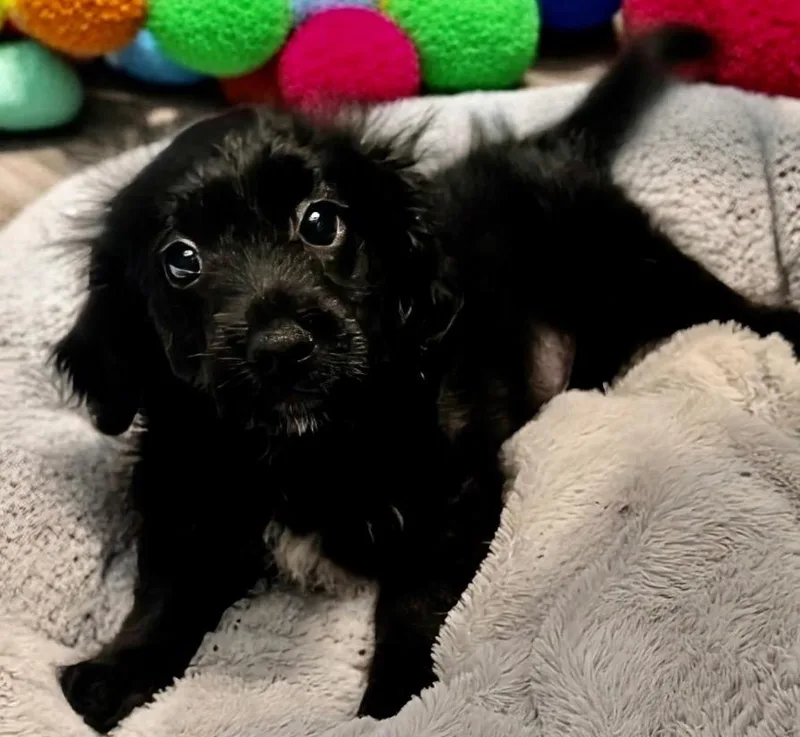 A baby small-sized male Cocker Spaniel dog named SootAdorabel Small Breed Puppy! for adoption in Fort Myers, FL