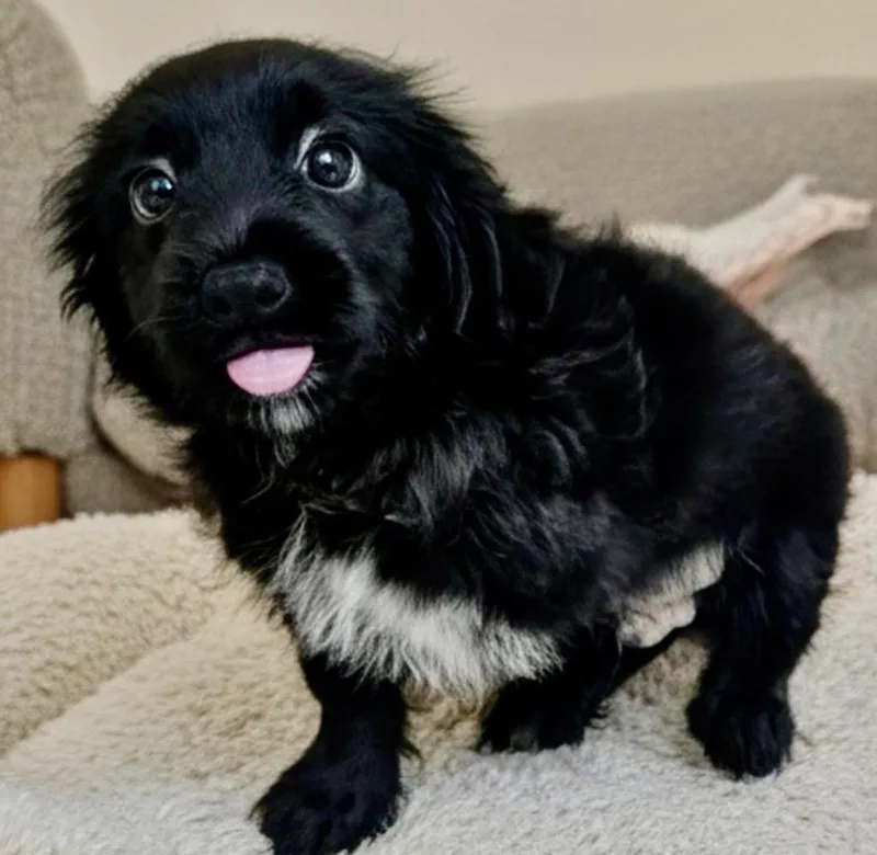 SootAdorabel Small Breed Puppy! thumbnail 2
